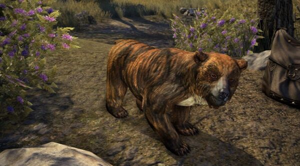 Пятнистый медвежонок / Brindle Bear Cub