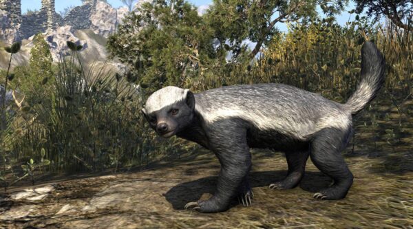 Коловианский барсук / Colovian Badger
