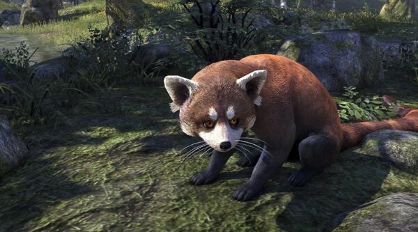 Рыжий кольцехвостый енот / Rustbite Ringtail