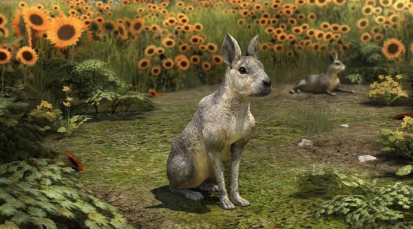 Серебристый топальский заяц / Sterling Cavy